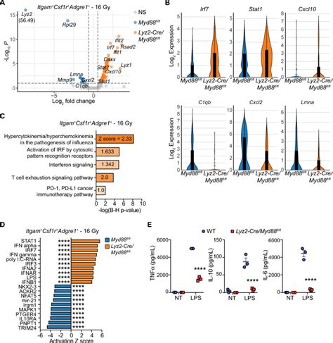amyzd88|Myeloid MyD88 restricts CD8 .